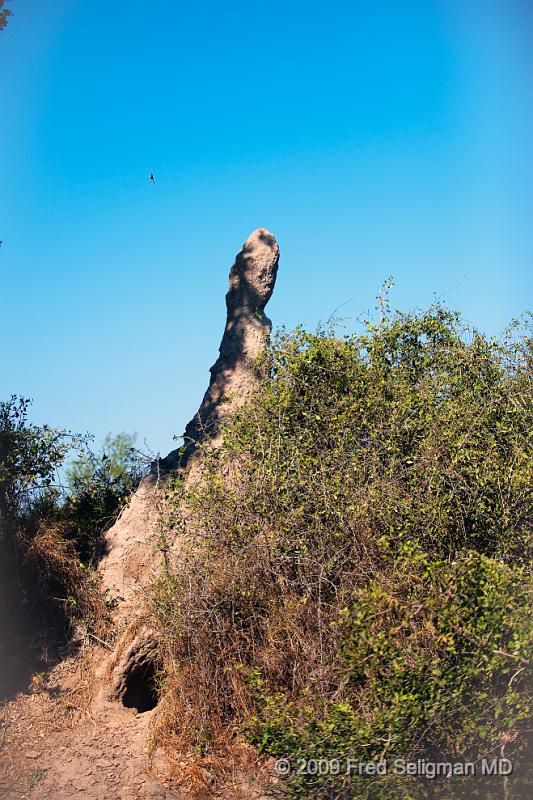 20090613_110700 D3 X1.jpg - Termite mounds, very common all over Africa